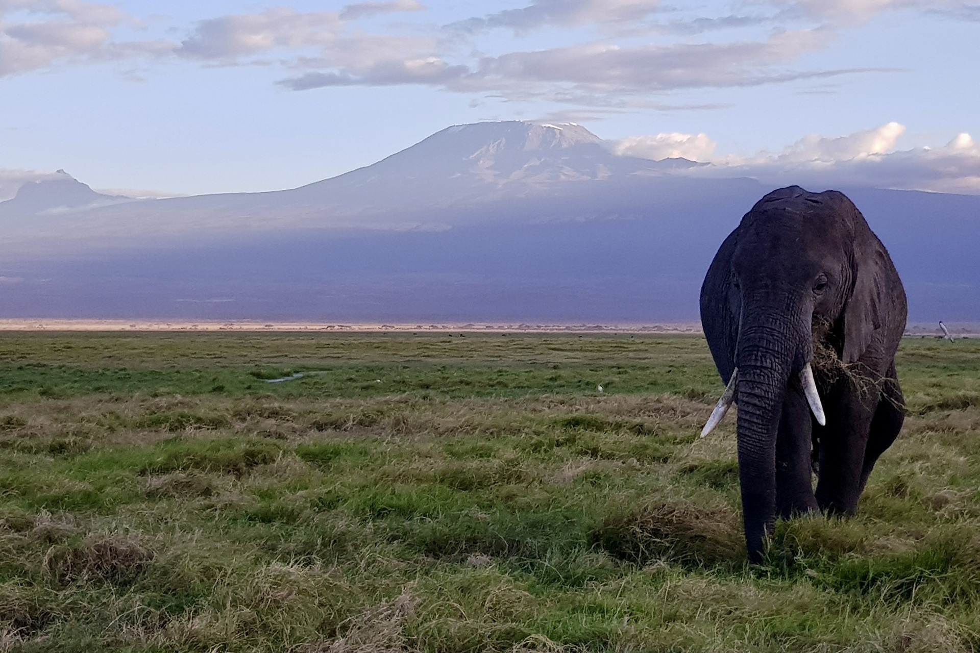 Mount Kilimanjaro, Amboseli National Park