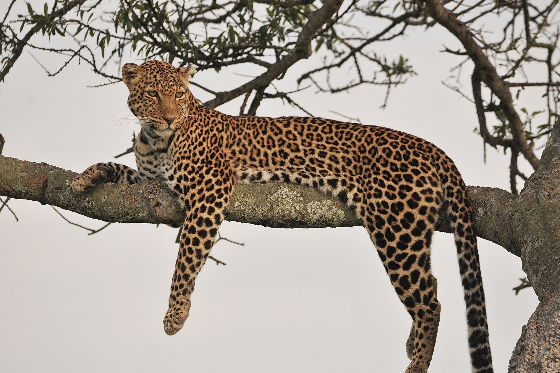 Leopard in Maasai Mara