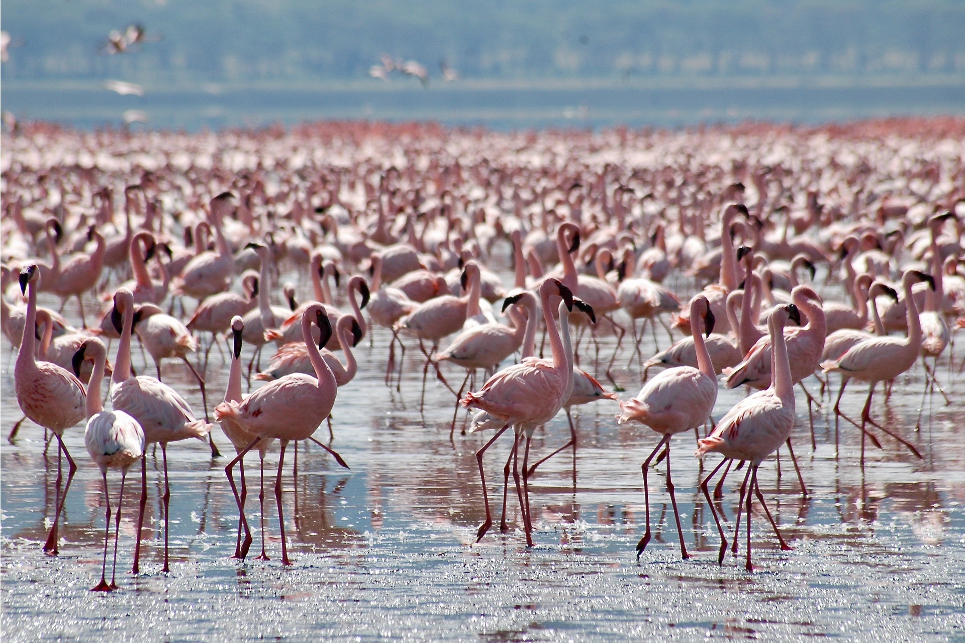 Flamingos in Lake Nakuru National Park