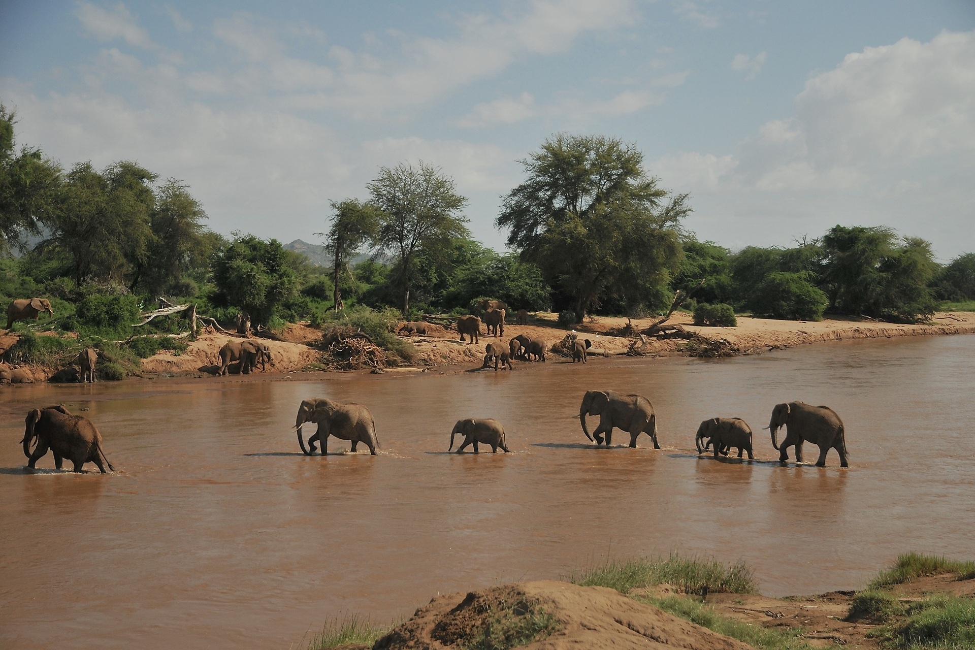 Elephants crossing the Ewaso Nyiro river in Samburu National Reserve