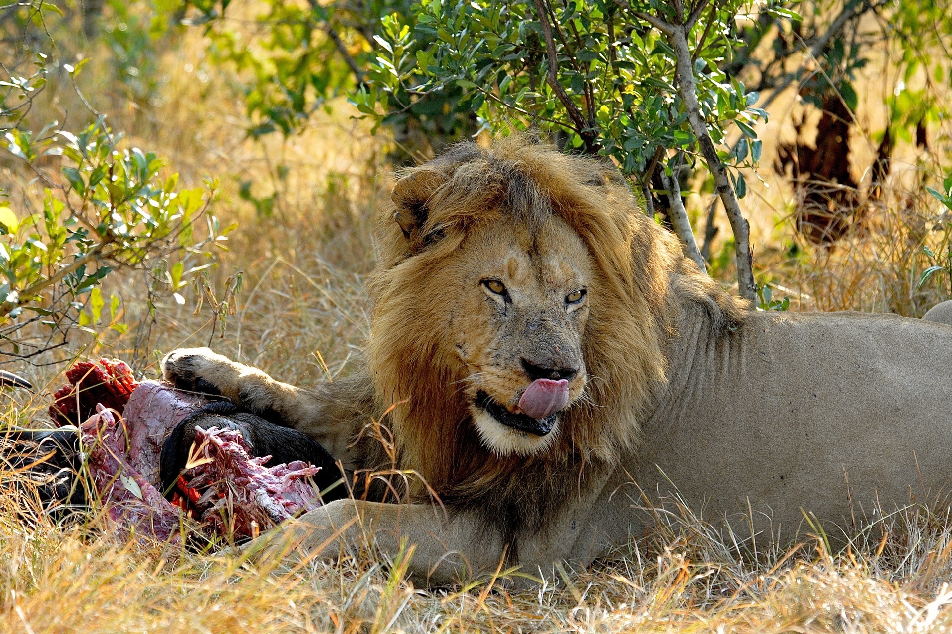 Lion on a kill in Tsavo National Park