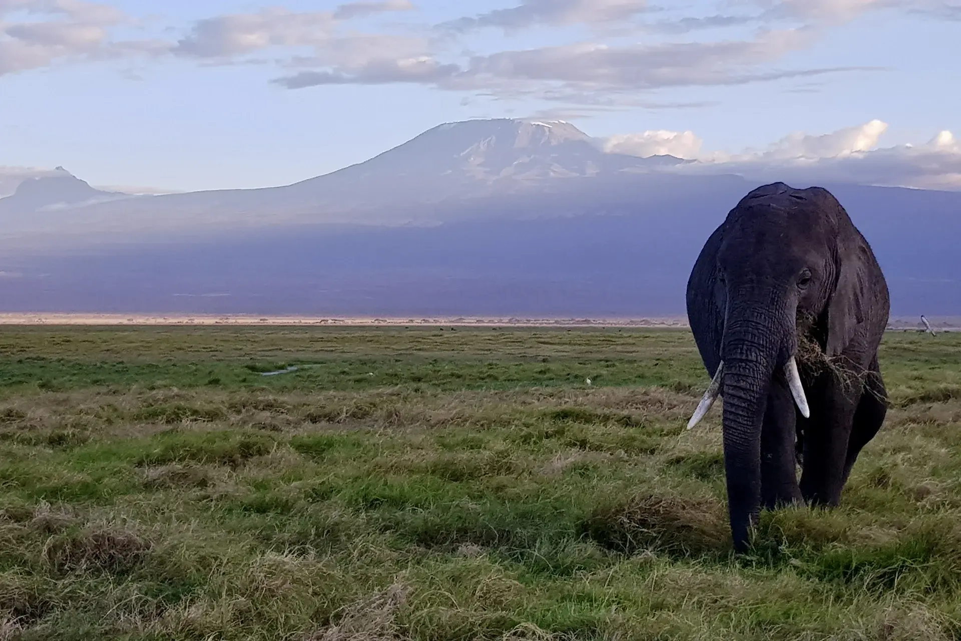 Mount Kilimanjaro, Amboseli National Park