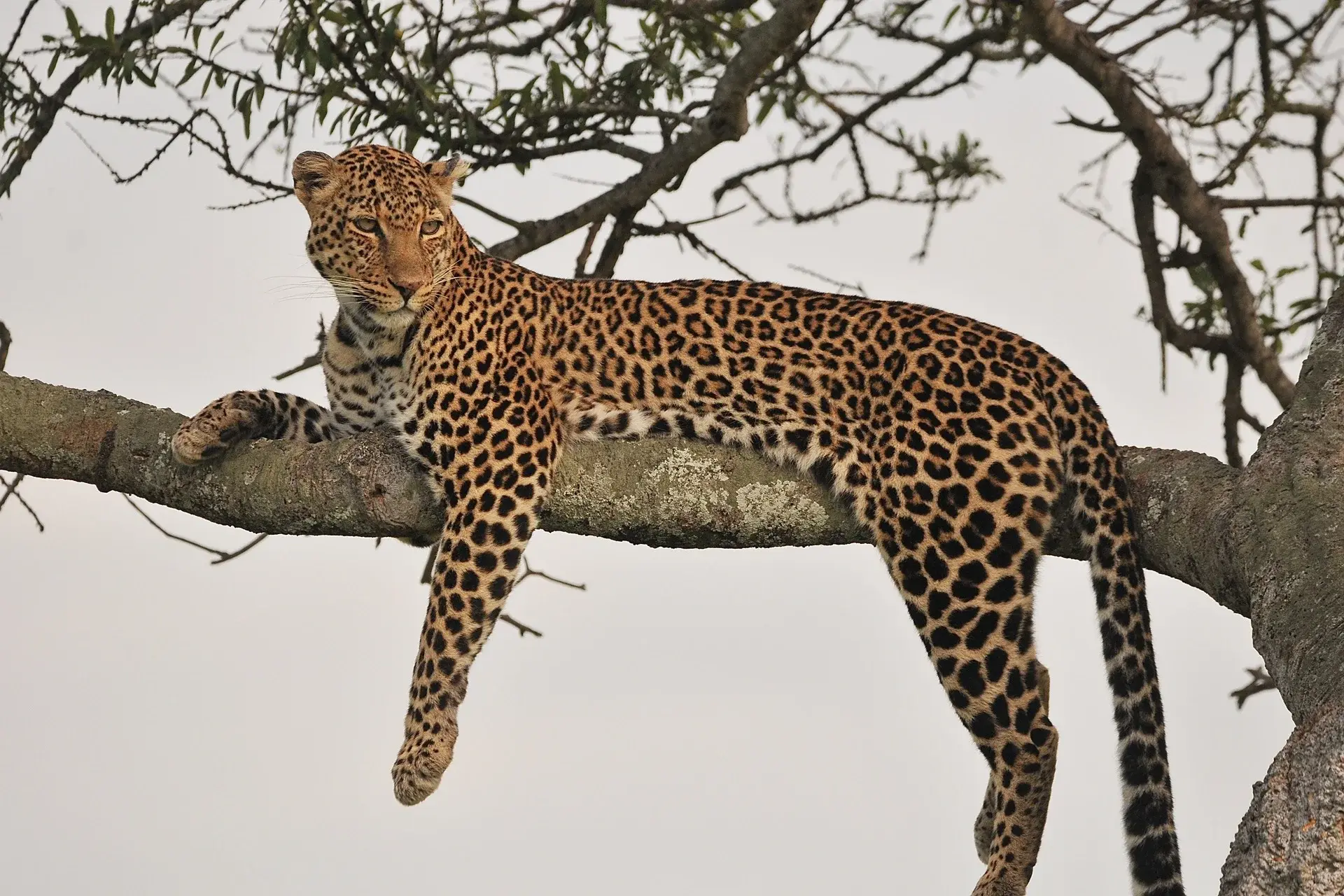 Leopard in Maasai Mara