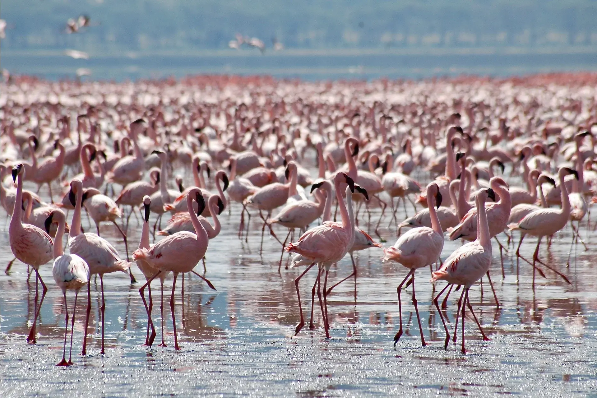 Flamingos in Lake Nakuru National Park