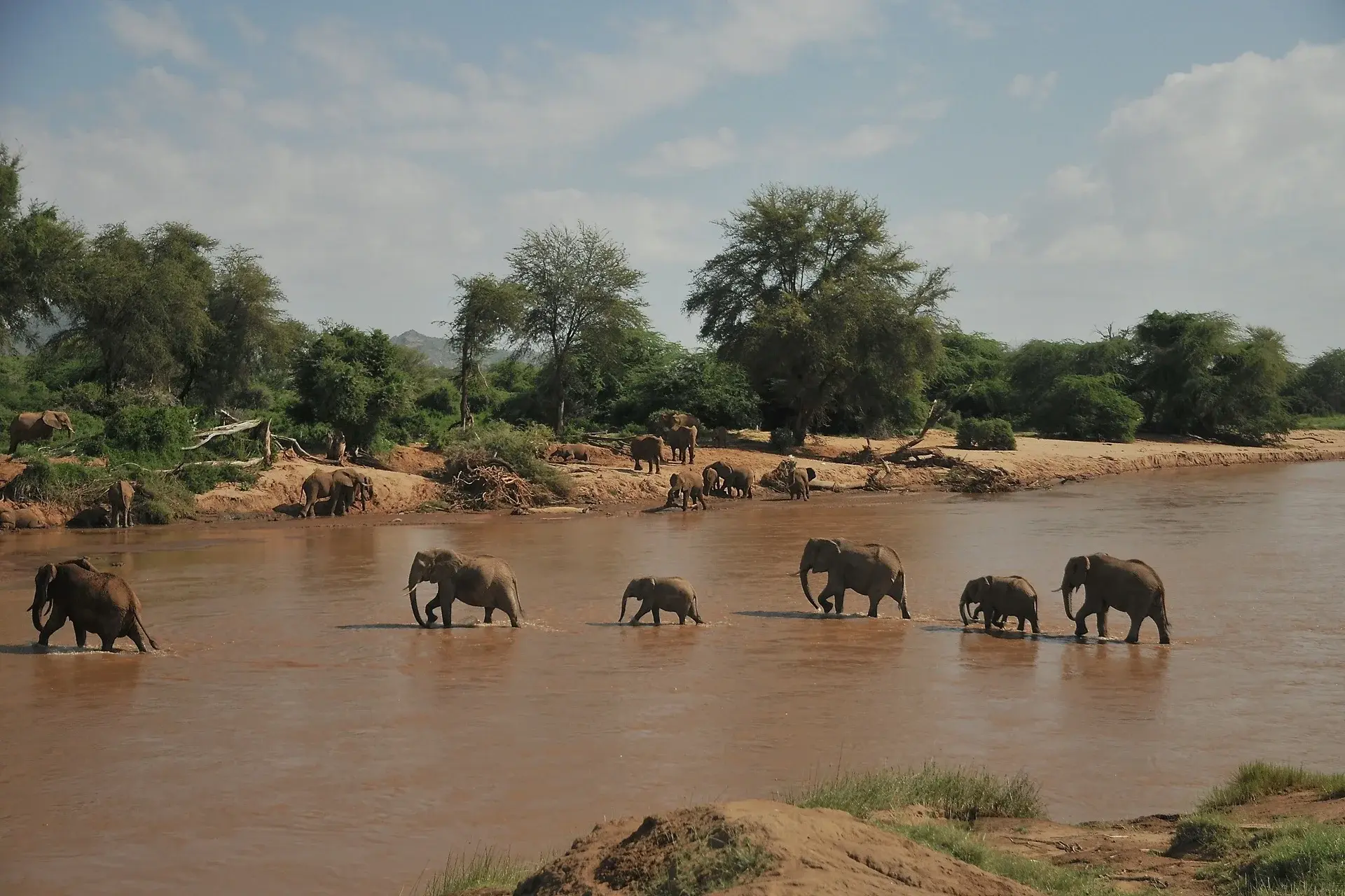 Elephants crossing the Ewaso Nyiro river in Samburu National Reserve