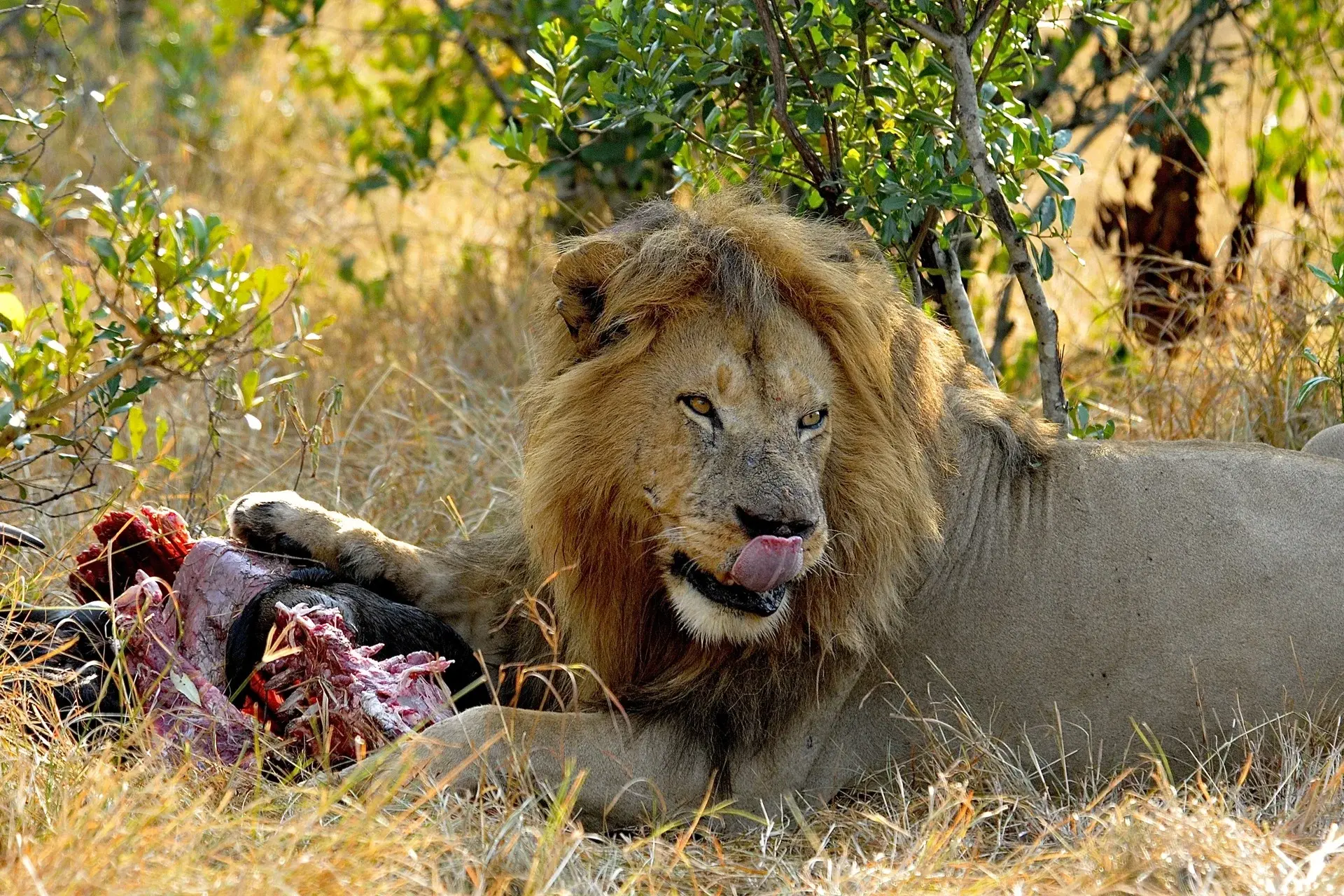 Lion on a kill in Tsavo National Park